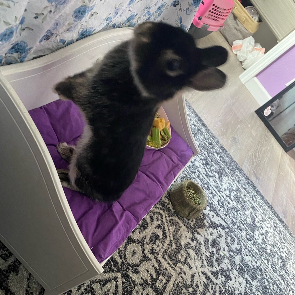Meet your Posher, Quinn
